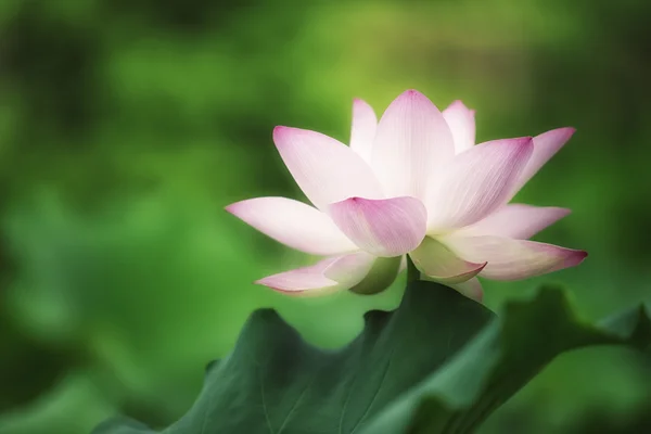 Lotus fleurissant sur fond de feuilles vertes — Photo