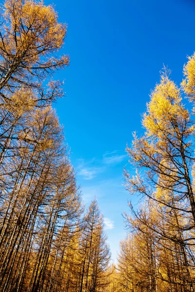 Árboles de otoño — Foto de Stock