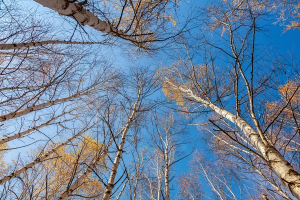 Birch branco topos bétula árvores contra o céu — Fotografia de Stock