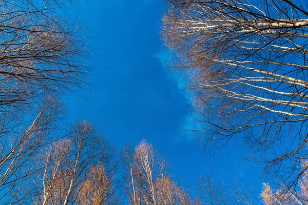 Bouleau blanc sommets bouleaux contre du ciel — Photo