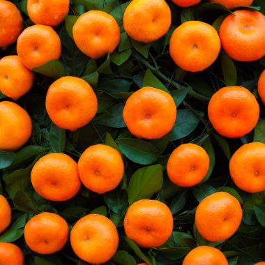 Portakal mandalina ağaçları, meyve