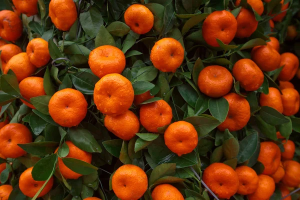 Buah jeruk di pohon tangerine — Stok Foto