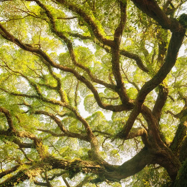 Starożytne banyan baldachim — Zdjęcie stockowe