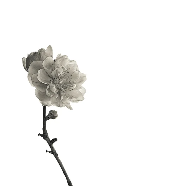 Peach blossom single on white, macro close-up shot scenes. — Stock Photo, Image