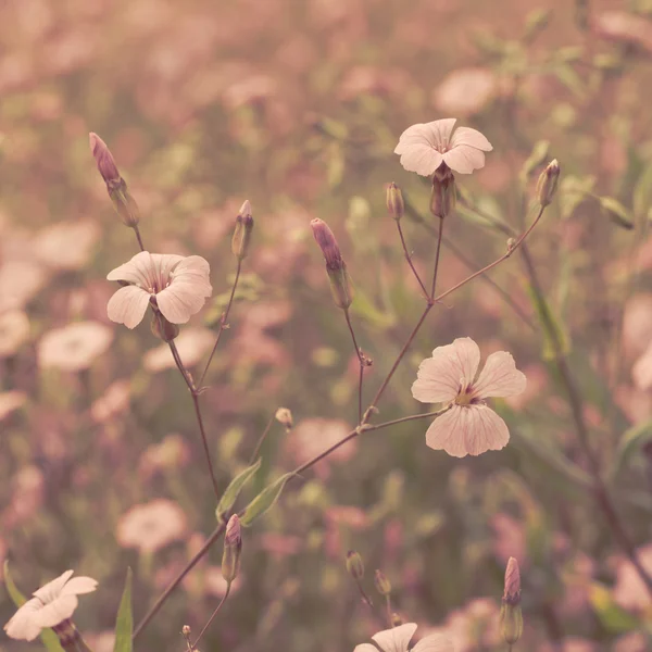 핑크 레트로 꽃 배경 — 스톡 사진