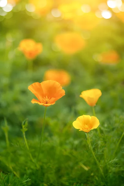 Helder oranje california poppy — Stockfoto