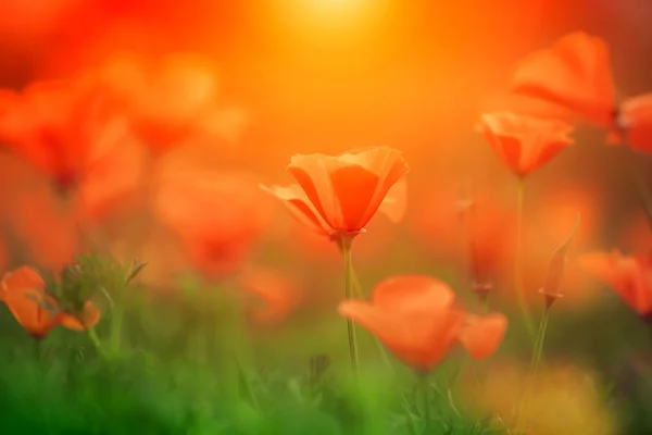 Amapola de california naranja al sol con espacio para su diseño — Foto de Stock