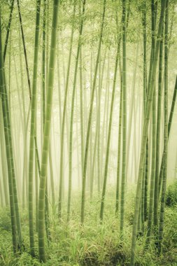 Bambu ormanı