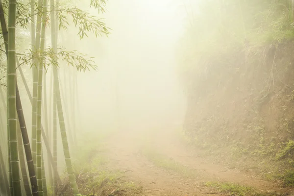 Ground road through bamboo forest at misty morning. — Stock Photo, Image