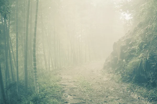 Ground road through bamboo forest at misty morning. — Stock Photo, Image