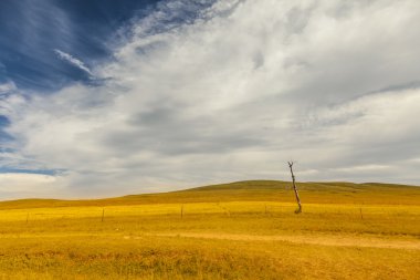 Dead trees and fields with white clouds blue sky