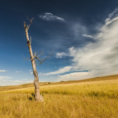 Dead trees and fields with white clouds blue sky