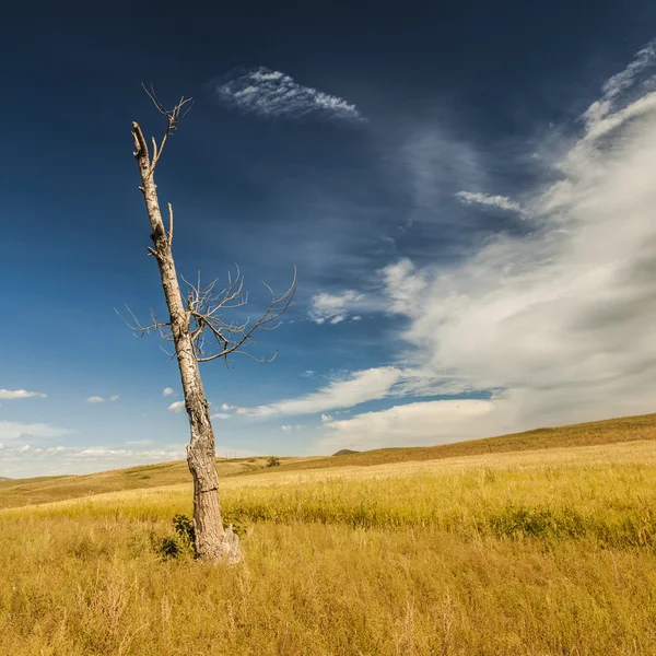 Copaci morți și câmpuri cu nori albi cer albastru — Fotografie, imagine de stoc