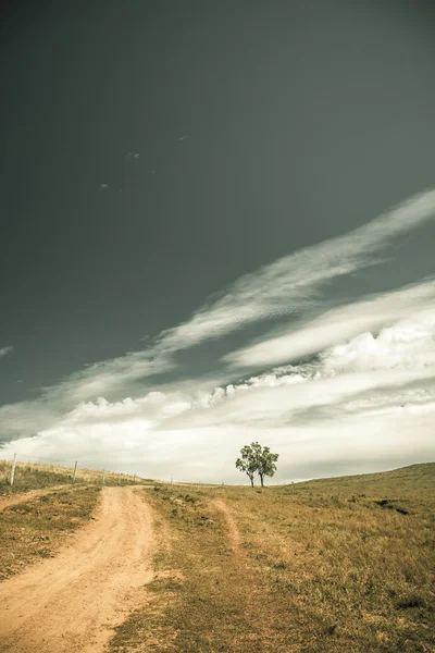 Самотнє дерево і пасовища в високогір'ї — стокове фото