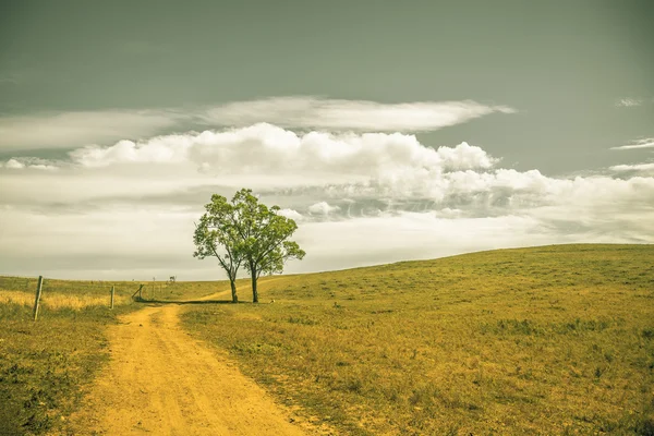 Lonely tree and pastures in the highlands landscape — Stock fotografie