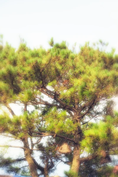 Cerrar nido de aves vacío en el árbol — Foto de Stock