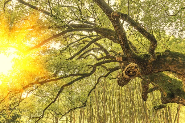 Árbol de alcanfor naturaleza madera verde luz del sol fondos . —  Fotos de Stock