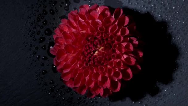 Surrealistisch donker chroom rood bloem dahlia macro op zwarte achtergrond — Stockvideo