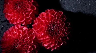 Siyah arkaplanda sürreal koyu krom kırmızı çiçek Dahlia makrosu