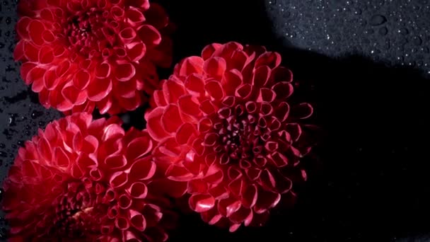 Surreal escuro cromo vermelho flor dahlia macro no fundo preto — Vídeo de Stock