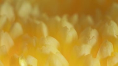 Renkli yıldız çiçeği ile sabah