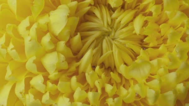 Färgglada dahlia blomma med morgon dagg droppar. 4k svart bakgrund — Stockvideo