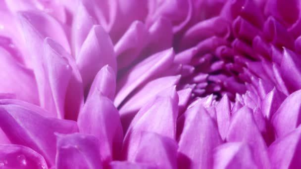 Fioletowy kwiat Dahlii na czarnym tle. zamknięcie i obracanie — Wideo stockowe