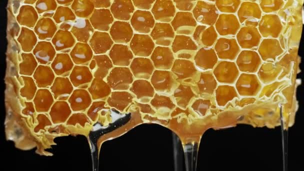 Bee honeycomb wax with honey. Honey dripping from honey comb. — Stock Video