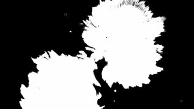 Siyah arka plana beyaz mürekkep düşer ve lekeler oluşur. Mürekkep açar. Güzel siyah suluboya mürekkep değişimi