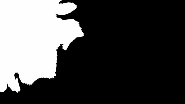 Inktbloei. Mooie zwarte aquarel inkt druppels overgang. witte vlek op zwarte achtergrond — Stockvideo