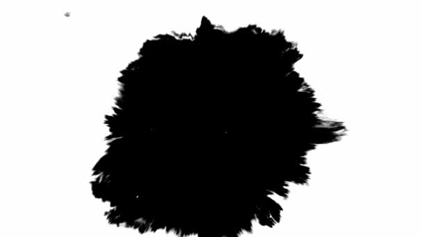 Czarny tusz rozlewa się na biały papier, tworząc piękne smugi. Piękny czarny akwarela atrament krople przejście — Wideo stockowe