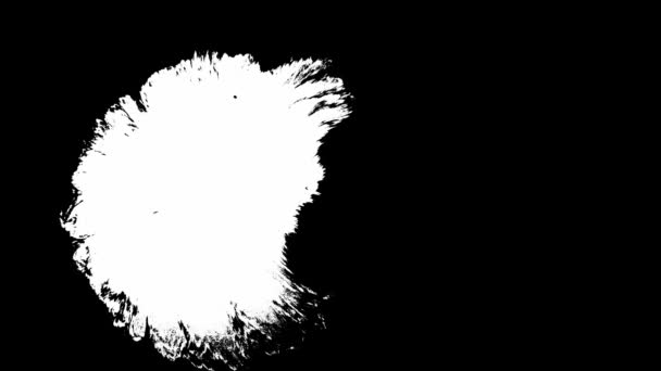 Το μελάνι ανθίζει. λευκές κηλίδες μελανιού σε απομονωμένο μαύρο φόντο. μετάβαση σταγόνων μελάνης — Αρχείο Βίντεο