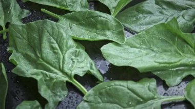 Siyah zemin üzerinde dönen su damlalarıyla taze ıspanak..