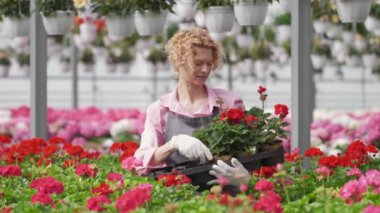 Sarışın kıvırcık kadın çiçekçi saksıda çiçek yetiştiriyor. Pembe bir gömlek ve gri bir önlük giyiyor.