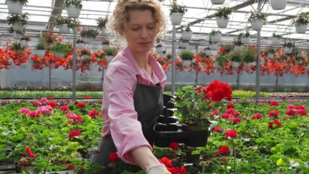 Floristería rubia rizada mujer crece flores en macetas. lleva una camisa rosa y un delantal gris — Vídeos de Stock