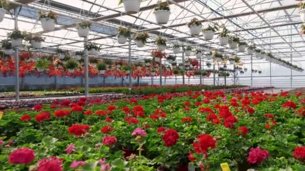 Un invernadero lleno de flores rojas y rosas. — Vídeos de Stock