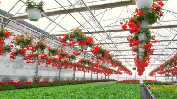 Un invernadero lleno de flores rojas y rosas. — Vídeos de Stock