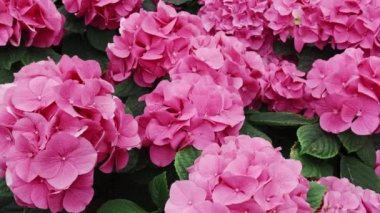 Bahçedeki mor ortanca çiçeği.