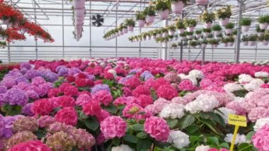 Bahçedeki mor ortanca çiçeği.