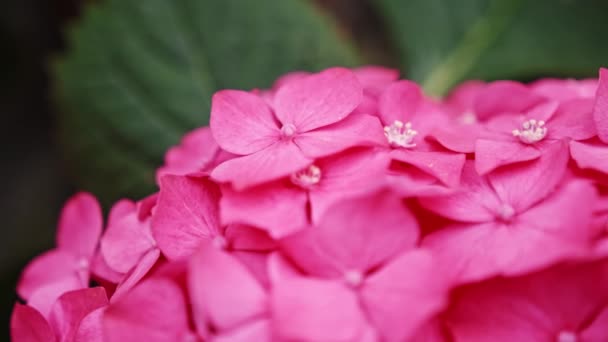 Paarse Hortensia bloem in een tuin — Stockvideo