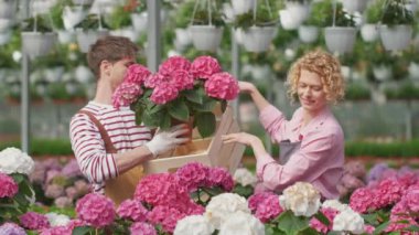Bir çiçek merkezinde birlikte çalışan portre işçileri bahçedeki Mor Ortanca çiçeğini satın alıyorlar.