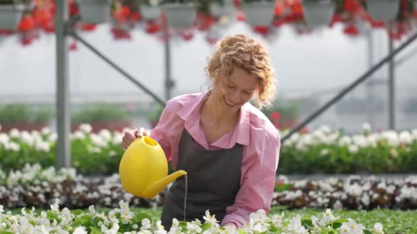 Glada kvinnor vattna blommor från en vattenkanna. Odla blommor i ett växthus — Stockvideo