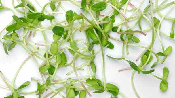 Microgreens hajtások elszigetelt fehér alapon. Vegán mikro napraforgó zöldek hajtanak. Csíráztatott napraforgómag, ökológiai talajszubsztrát, mikrozöldség, — Stock videók