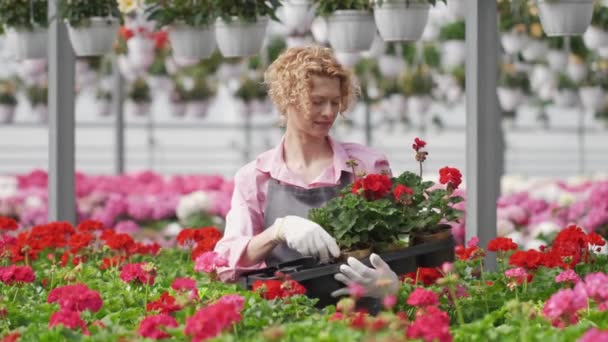 Όμορφη σγουρή γυναίκα κηπουρός κρατά μια κατσαρόλα με όμορφα λουλούδια. Μια ξανθιά με γκρι ποδιά φροντίζει και ελέγχει τα ανθοφόρα φυτά στο θερμοκήπιο. Κηπουρική και καλοκαιρινή έννοια — Αρχείο Βίντεο