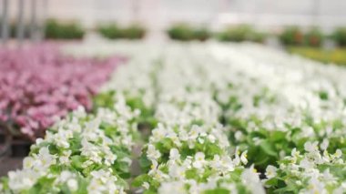 Çeşitli parlak renklerde büyüyen ve sera ve eko sektöründe büyüyen.