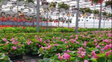 Kırmızı ve pembe çiçeklerle dolu bir sera.