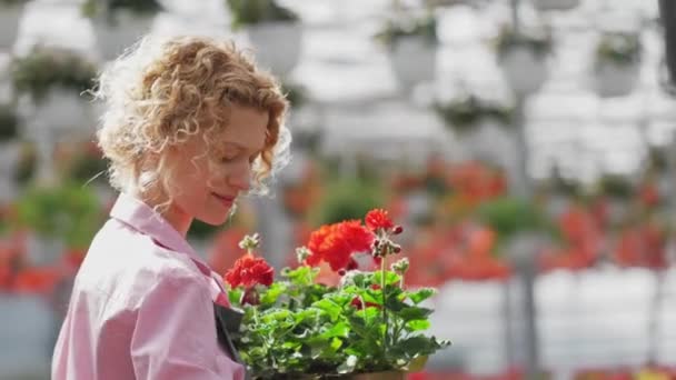 灰色のエプロンの美しいブロンドの巻き女性の庭師立って温室で笑って、カラフルなゼラニウムの花でいっぱい — ストック動画