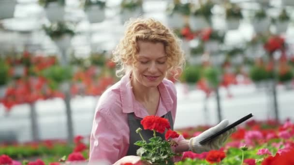 Krullend blond met een digitale tablet geniet van de geur van bloemen. De boer controleert de bloemen in de kas. — Stockvideo