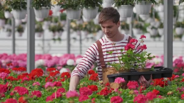 Przystojny biały mężczyzna ogrodnik w mundurze niosący kwiaty geranium w pudełkach w oranżerii lub szklarni. Praca z koncepcją kwiatów. — Wideo stockowe