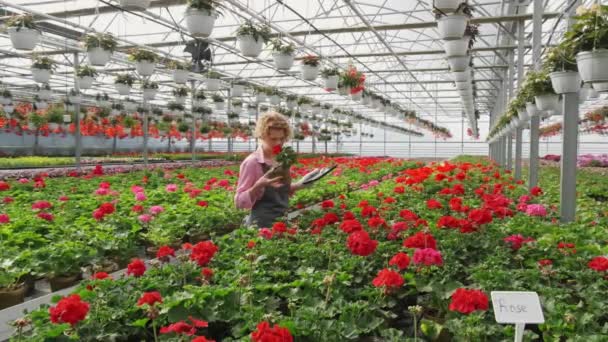 Mujer rubia rizada jardinero sosteniendo flores en maceta en invernadero, concepto de inspiración florista jardinería. — Vídeo de stock